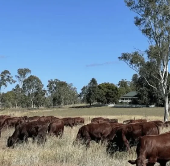 Goondiwindi Argus